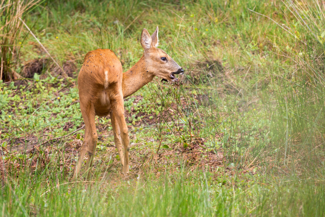 "Roe Deer Doe" by Gordon England - $12.56 "Roe Deer Doe" stock image