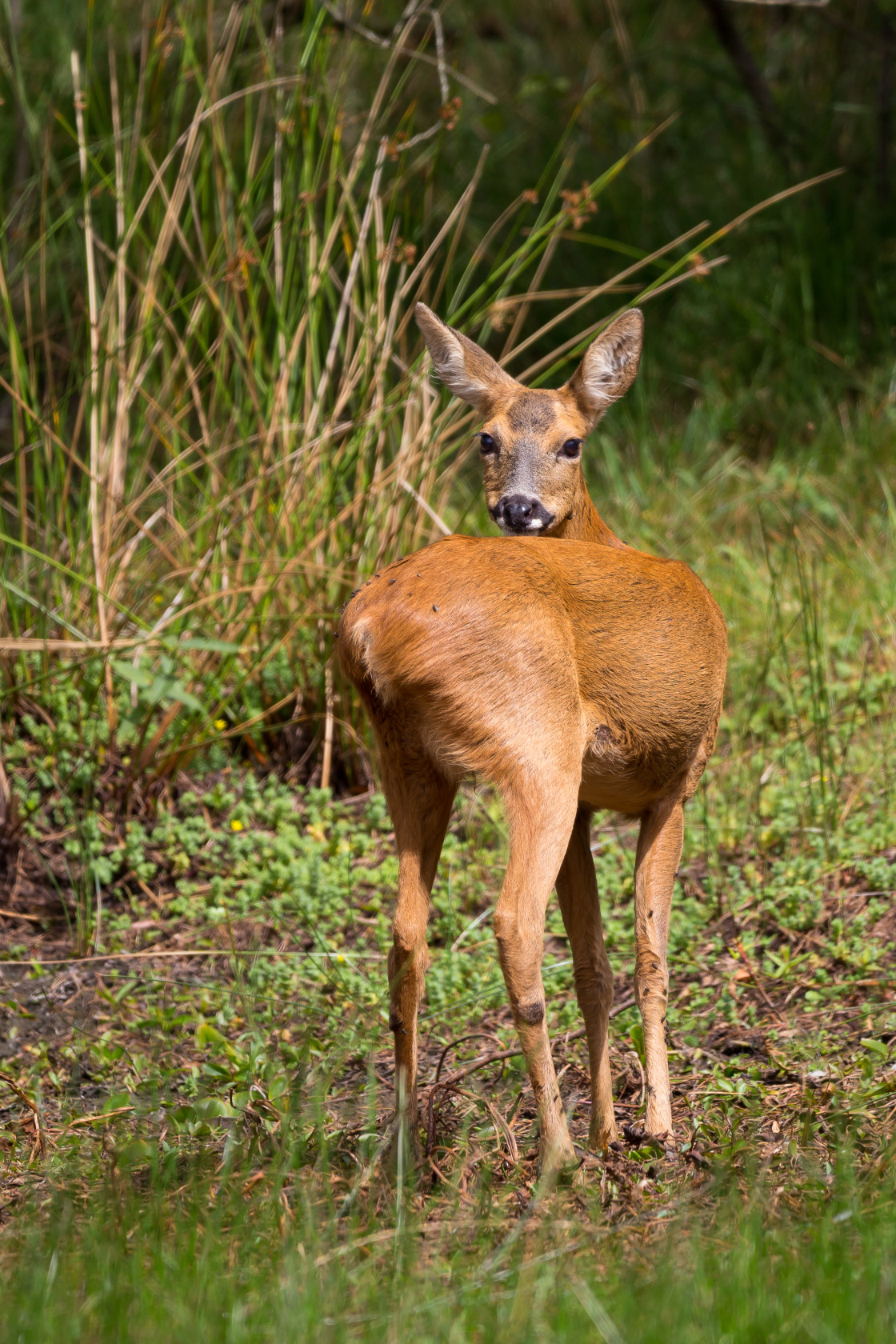 "Roe Deer Doe" stock image