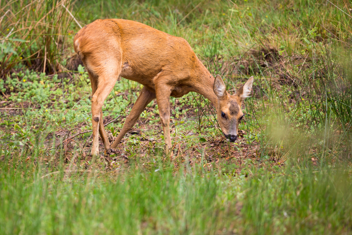 "Roe Deer Doe" by Gordon England - $12.56 "Roe Deer Doe" stock image