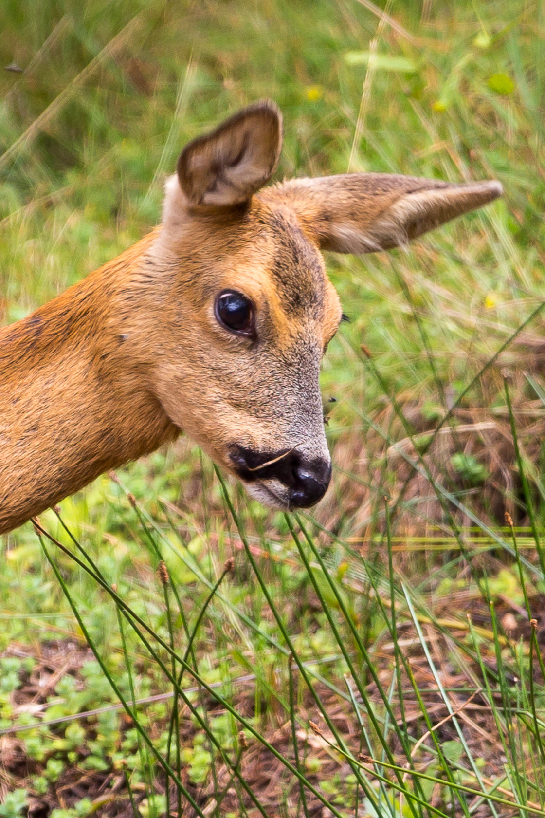 "Roe Deer Doe" by Gordon England - $12.56 "Roe Deer Doe" stock image