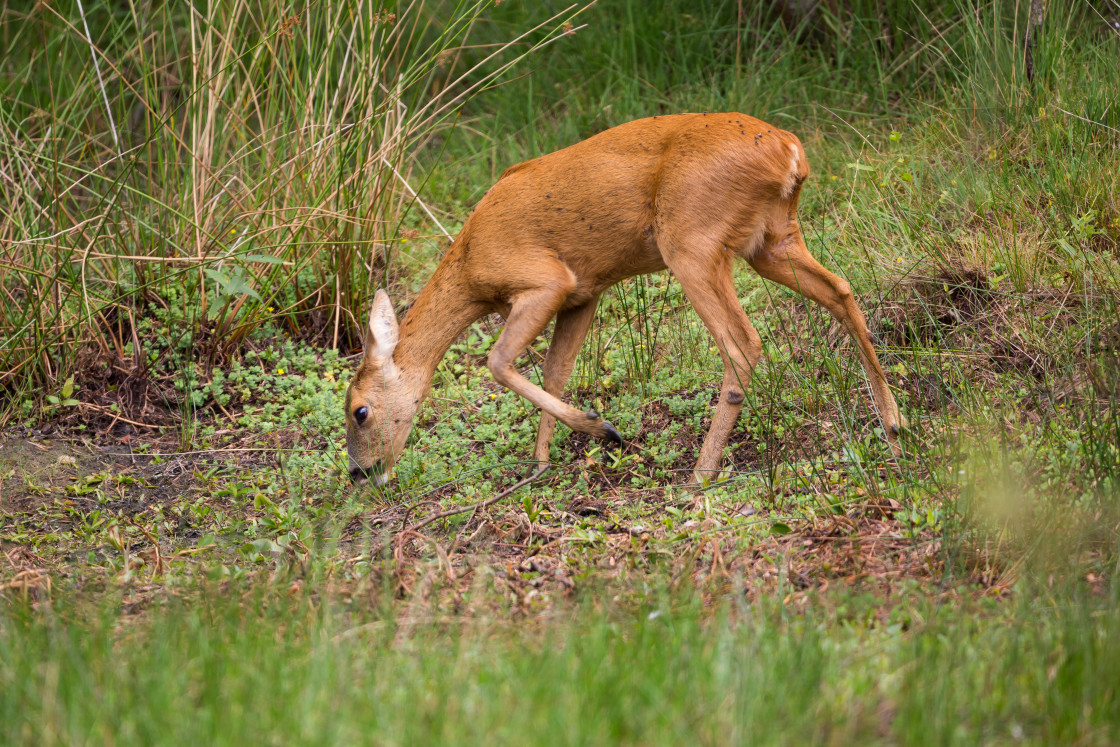 "Roe Deer Doe" by Gordon England - $12.56 "Roe Deer Doe" stock image
