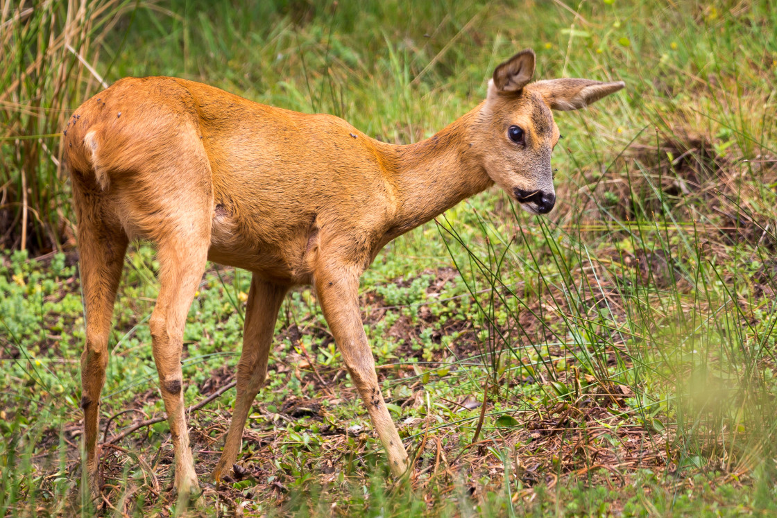 "Roe Deer Doe" by Gordon England - $12.56 "Roe Deer Doe" stock image
