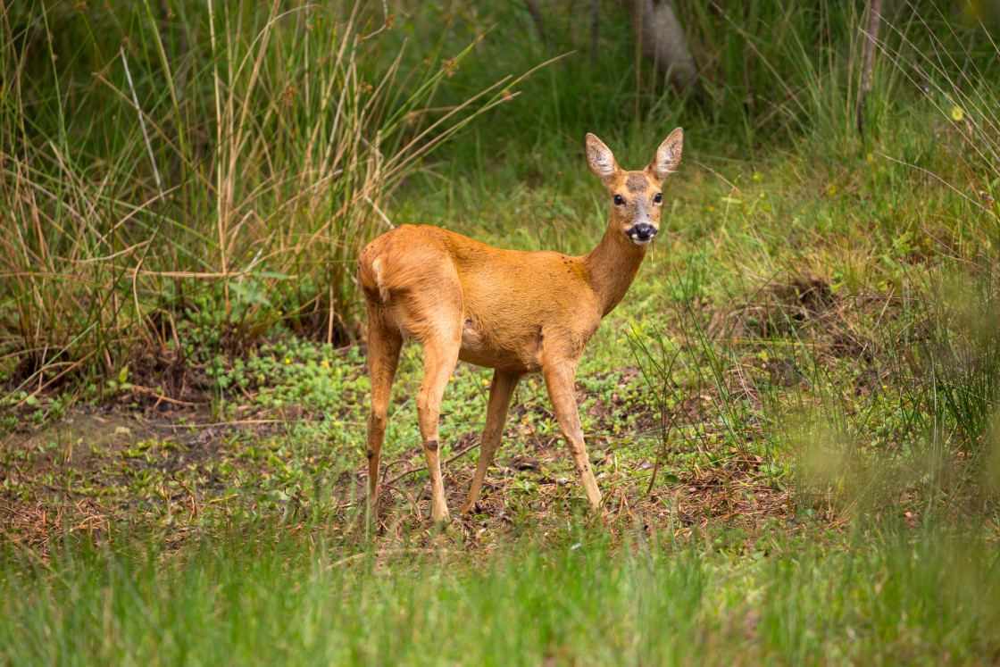 "Roe Deer Doe" stock image