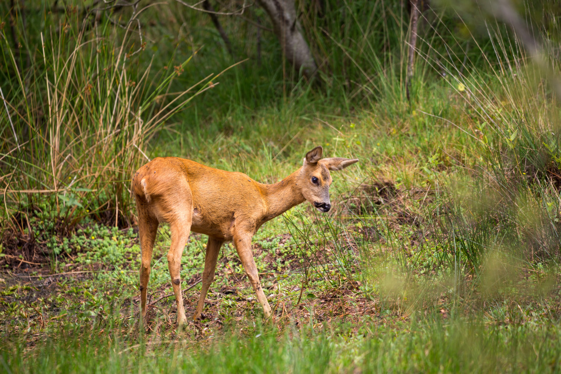 "Roe Deer Doe" stock image