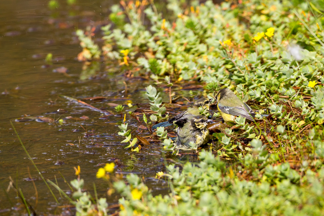 "Bluetits Bathing" by Gordon England - $12.55 "Bluetits Bathing" stock image