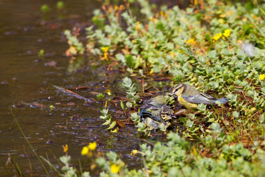 "Blue Tits Bathing" by Gordon England - $12.70 "Blue Tits Bathing" stock image