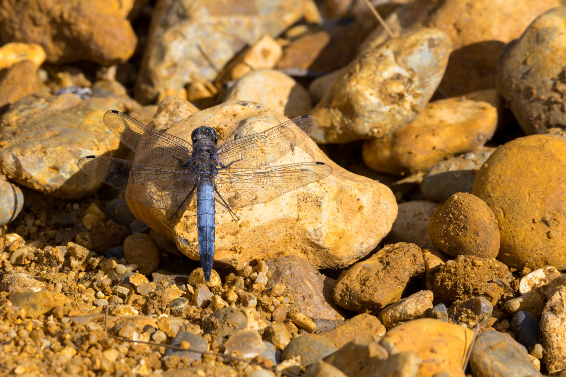 "Black-tailed Skimmer" stock image