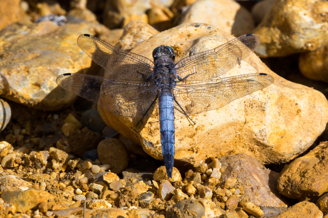 "Black-tailed Skimmer" by Gordon England - $12.70 "Black-tailed Skimmer" stock image