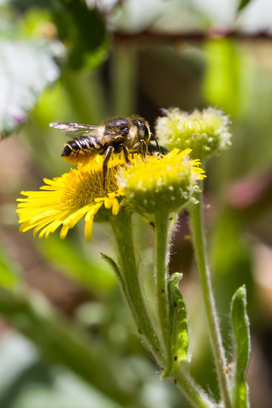"Patchwork Leafcutter Bee" by Gordon England - $12.63 "Patchwork Leafcutter Bee" stock image