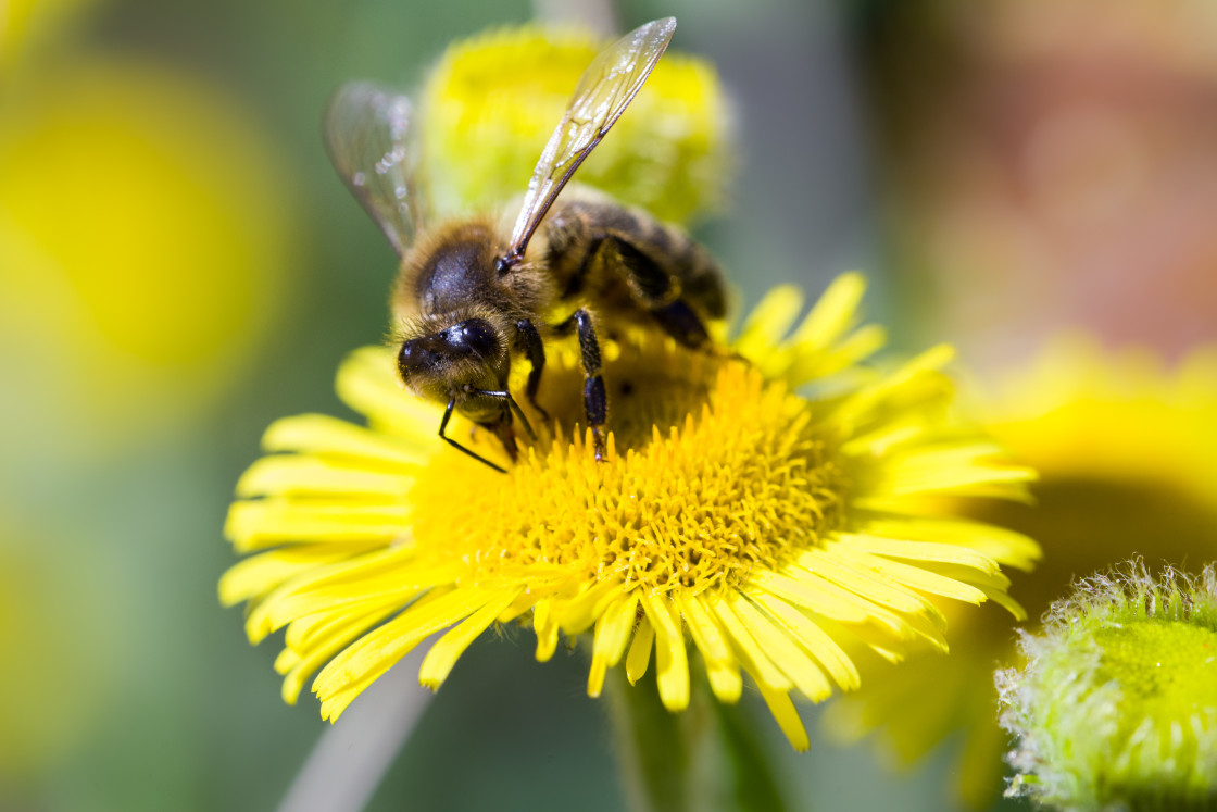 "Honey Bee on Fleabane" stock image