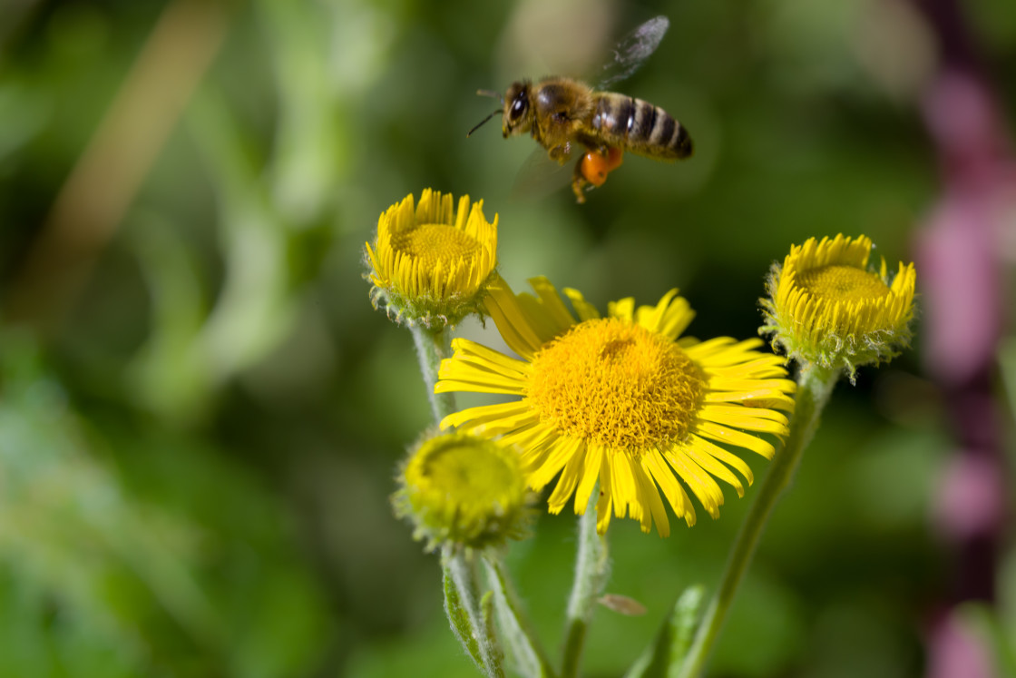 "Honey Bee Flying over Fleabane" stock image