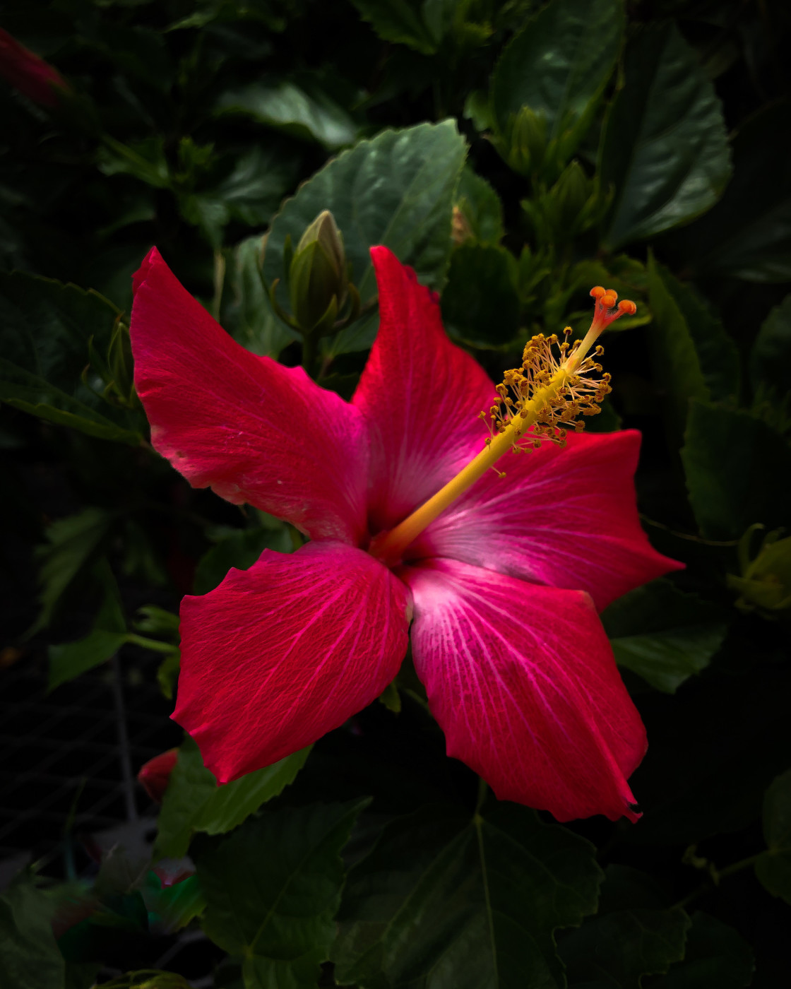 "A beautiful Hibiscus in full bloom." stock image