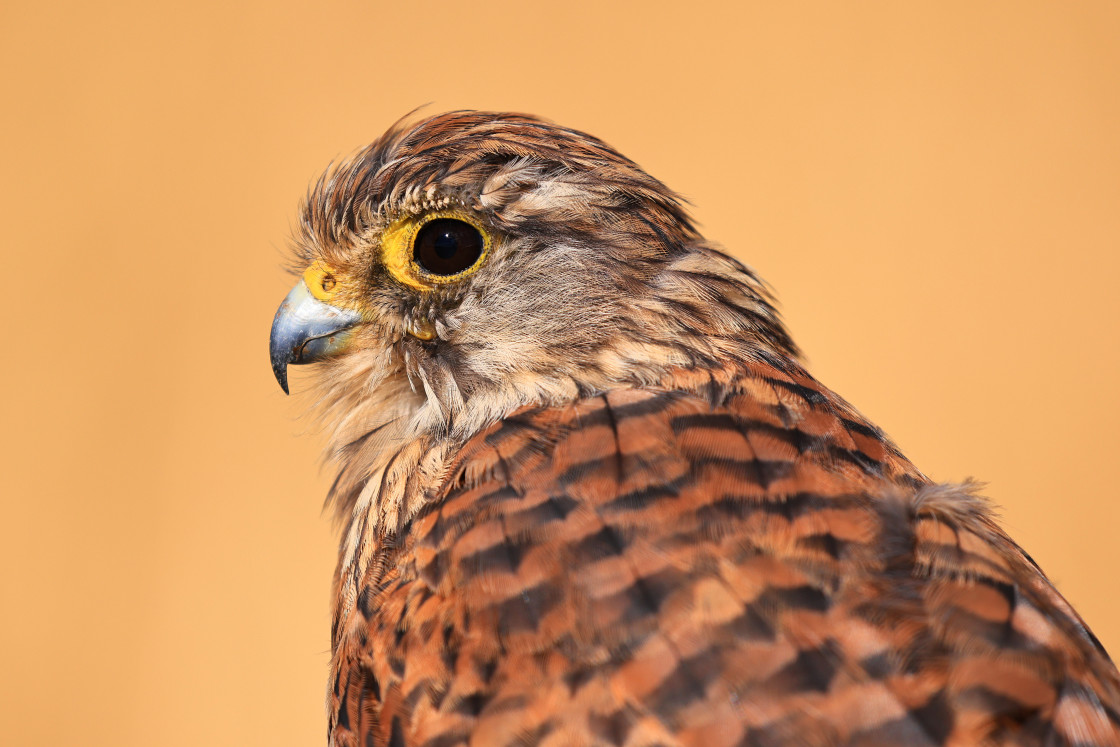 "Juvenile Kestrel" stock image