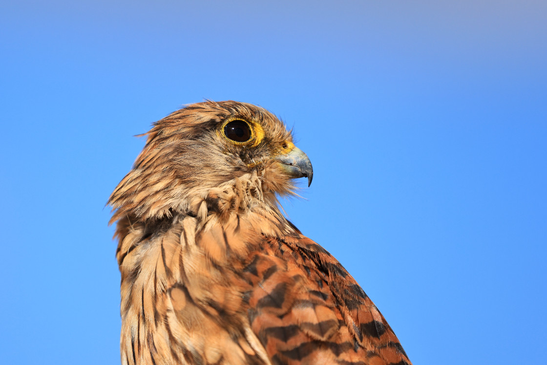 "Kestrel on the Lookout!" stock image