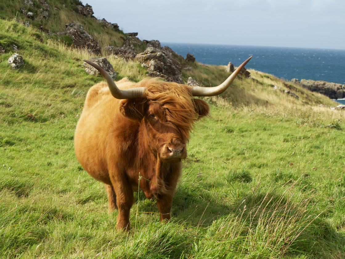 "Highland Cow" stock image