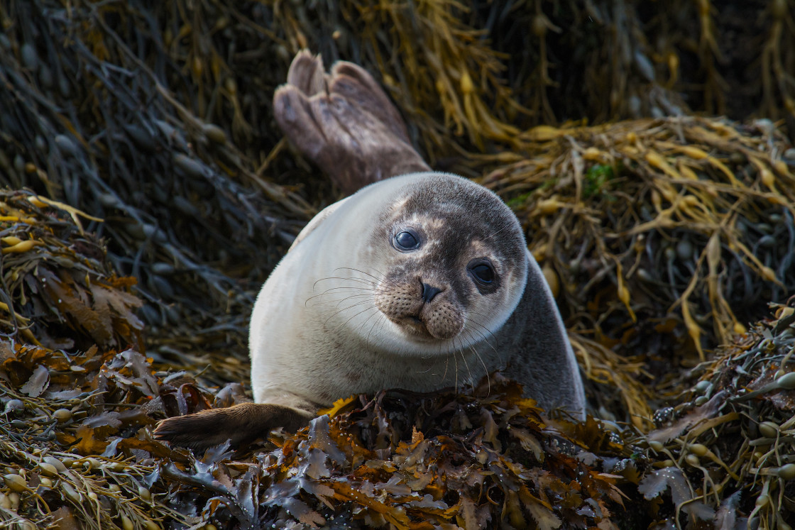 "Harbour Seal pup" stock image