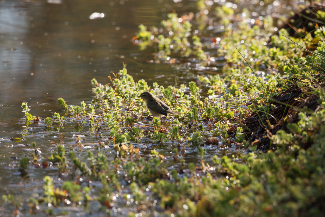 "Chiffchaff" stock image