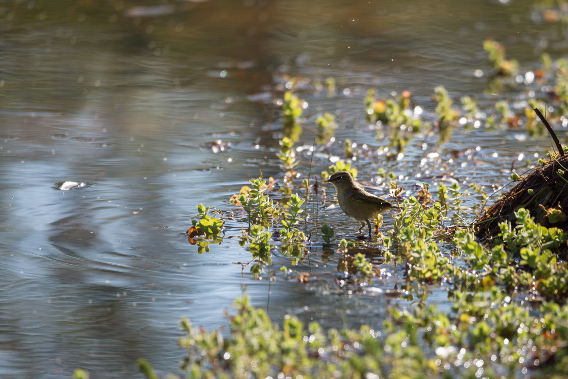 "Chiffchaff" by Gordon England - $12.71 "Chiffchaff" stock image