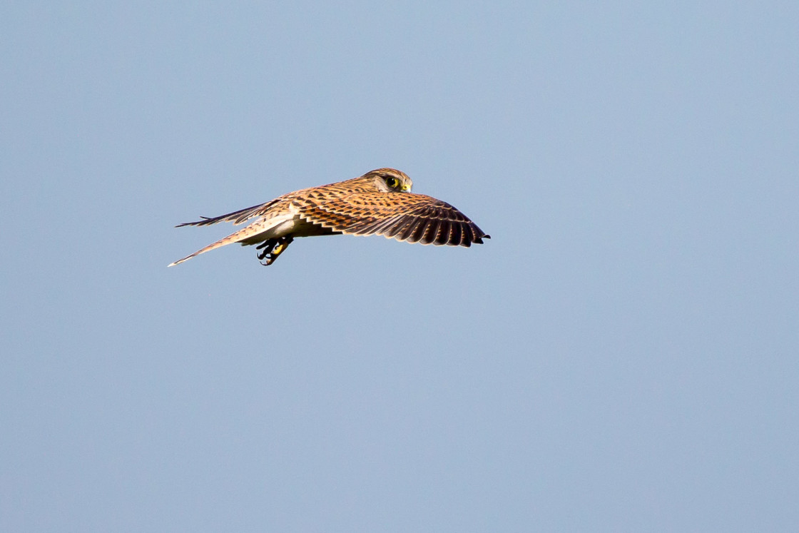 "Kestrel" by Gordon England - $12.55 "Kestrel" stock image