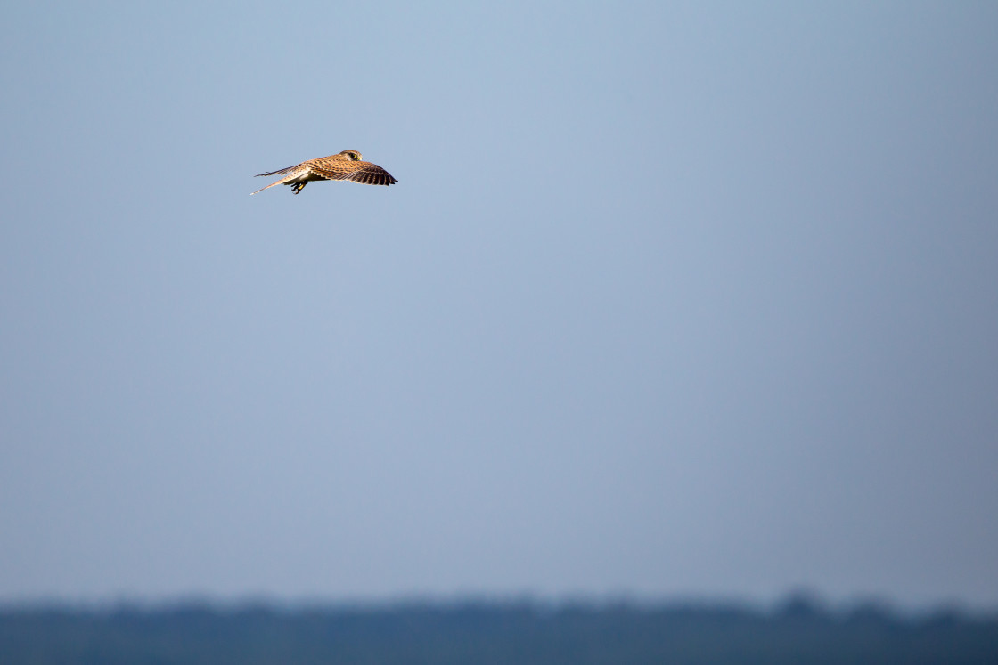 "Kestrel" by Gordon England - $12.70 "Kestrel" stock image