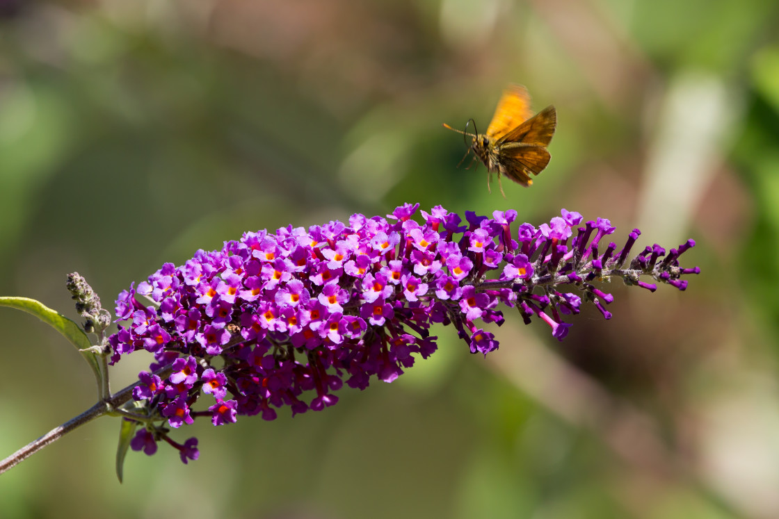 "Large Skipper in Flight" by Gordon England - $12.71 "Large Skipper in Flight" stock image
