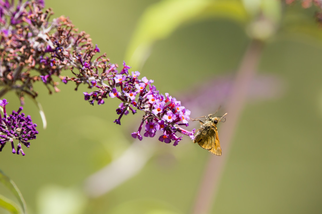 "Large Skipper" by Gordon England - $12.55 "Large Skipper" stock image