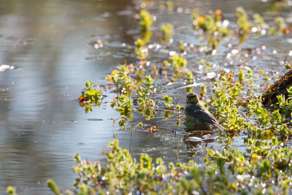 "Blue Tit Bathing" by Gordon England - $12.70 "Blue Tit Bathing" stock image