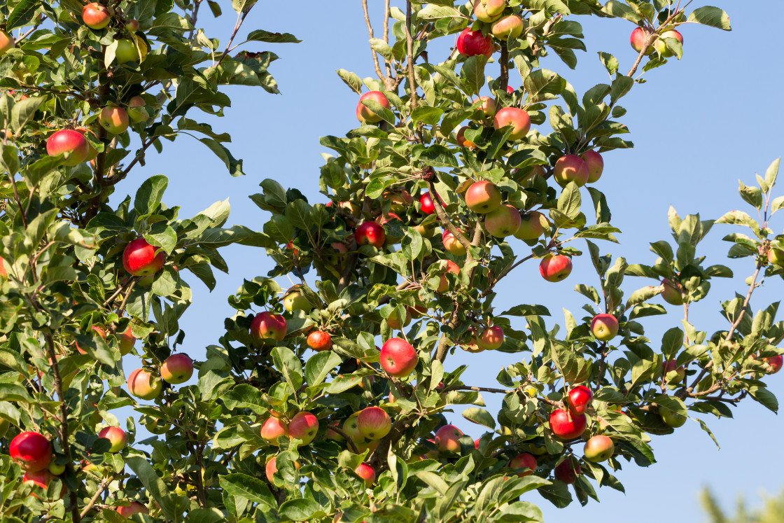 "Apple Tree with Fruit" stock image