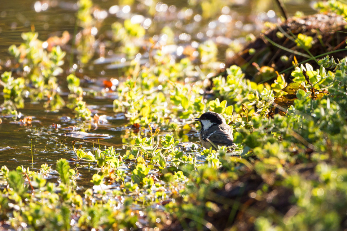 "Coal Tit" by Gordon England - $12.57 "Coal Tit" stock image