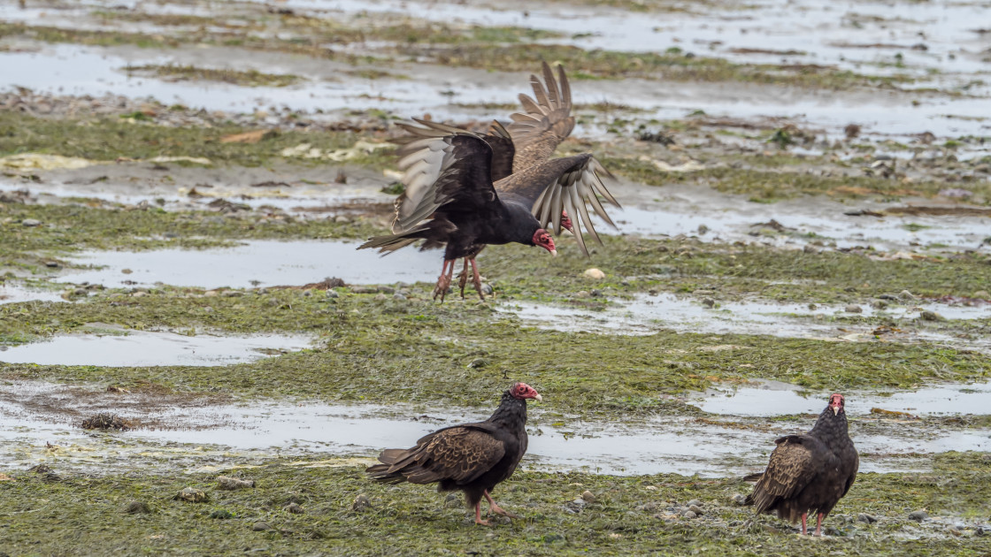 "Vulture Fest" stock image