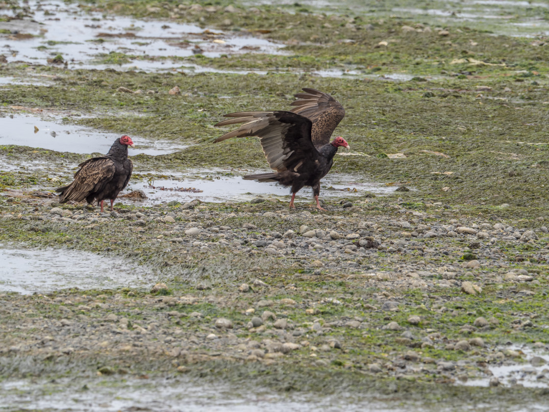 "Vulture Fest" stock image