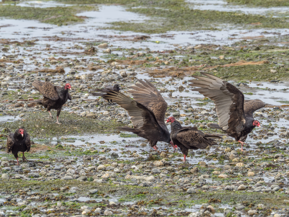 "Vulture Fest" stock image