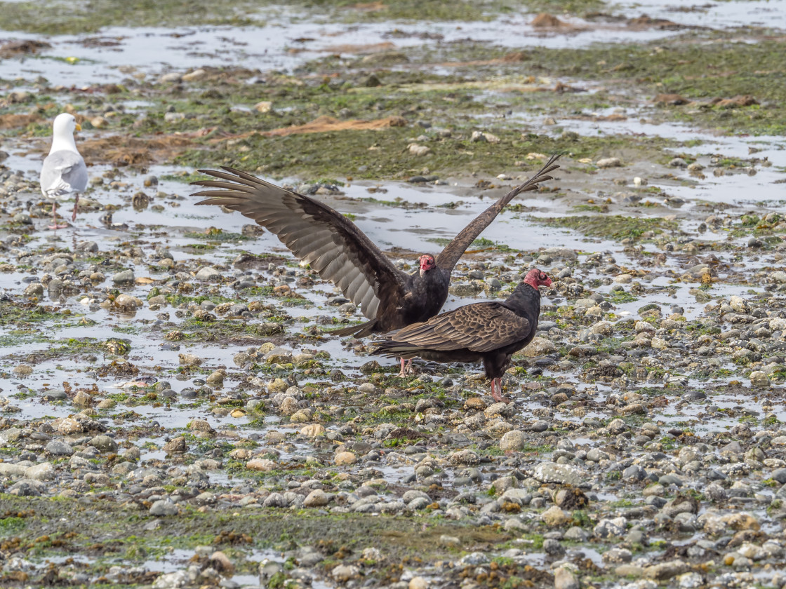 "Vulture Fest" stock image