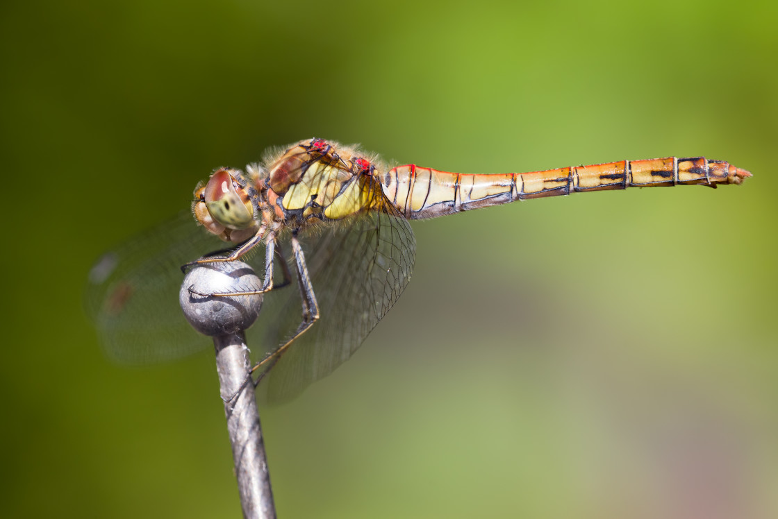 "Male Common Darter Dragonfly" stock image