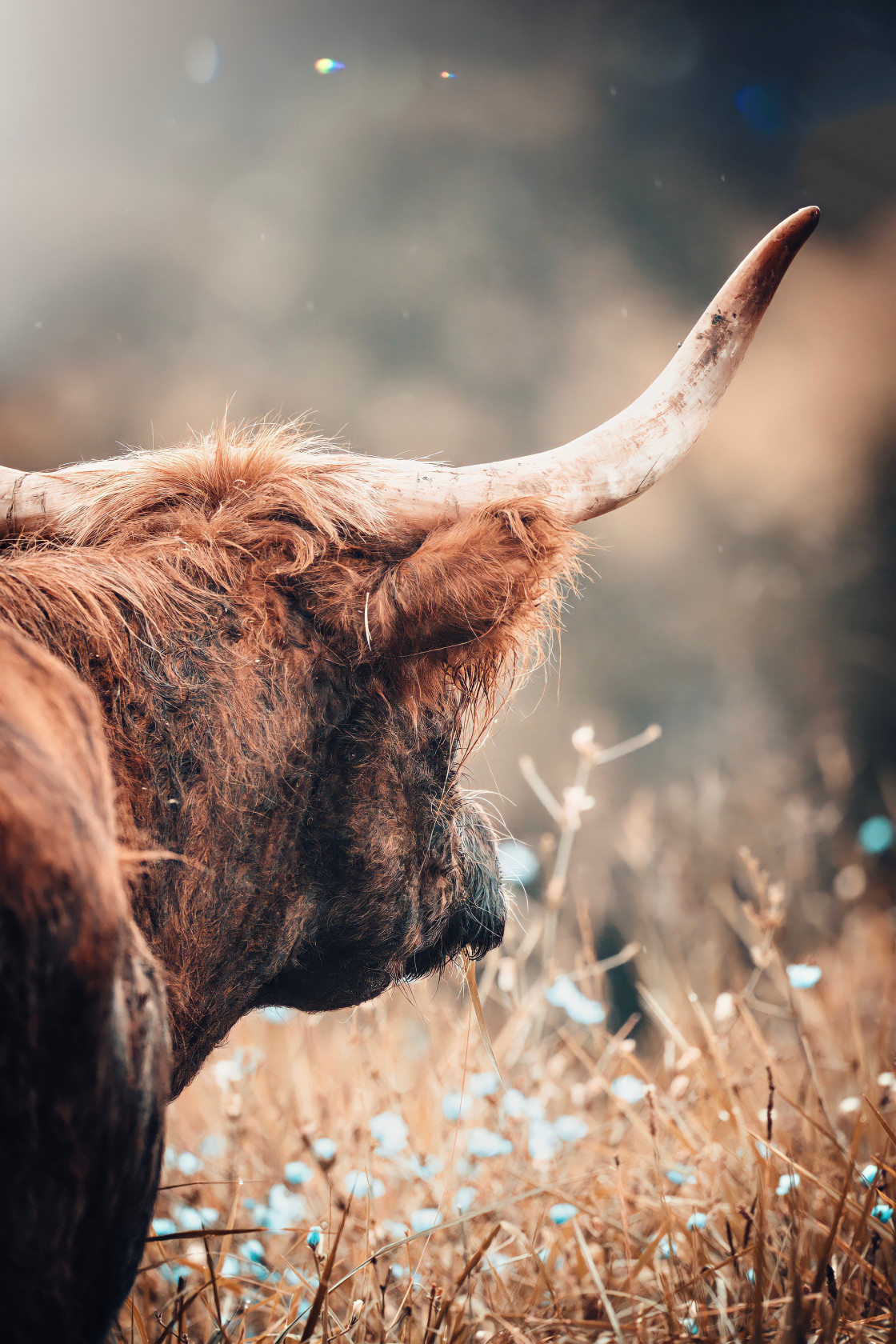 "Highland cow" stock image