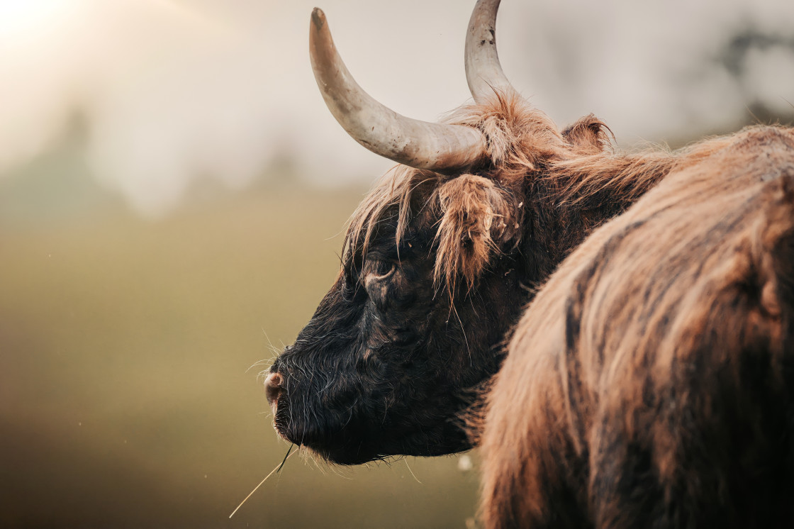 "Highland cow" stock image