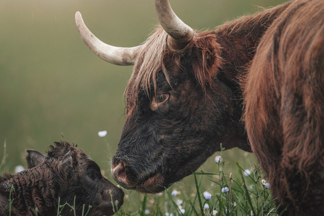 "Highland cow and calf" stock image