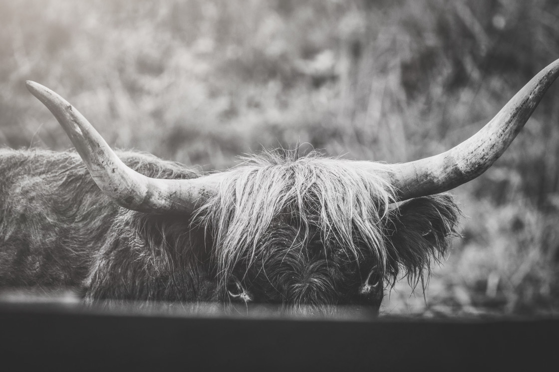 "Highland cow" stock image