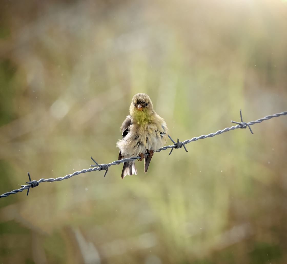 "Gold finch" stock image