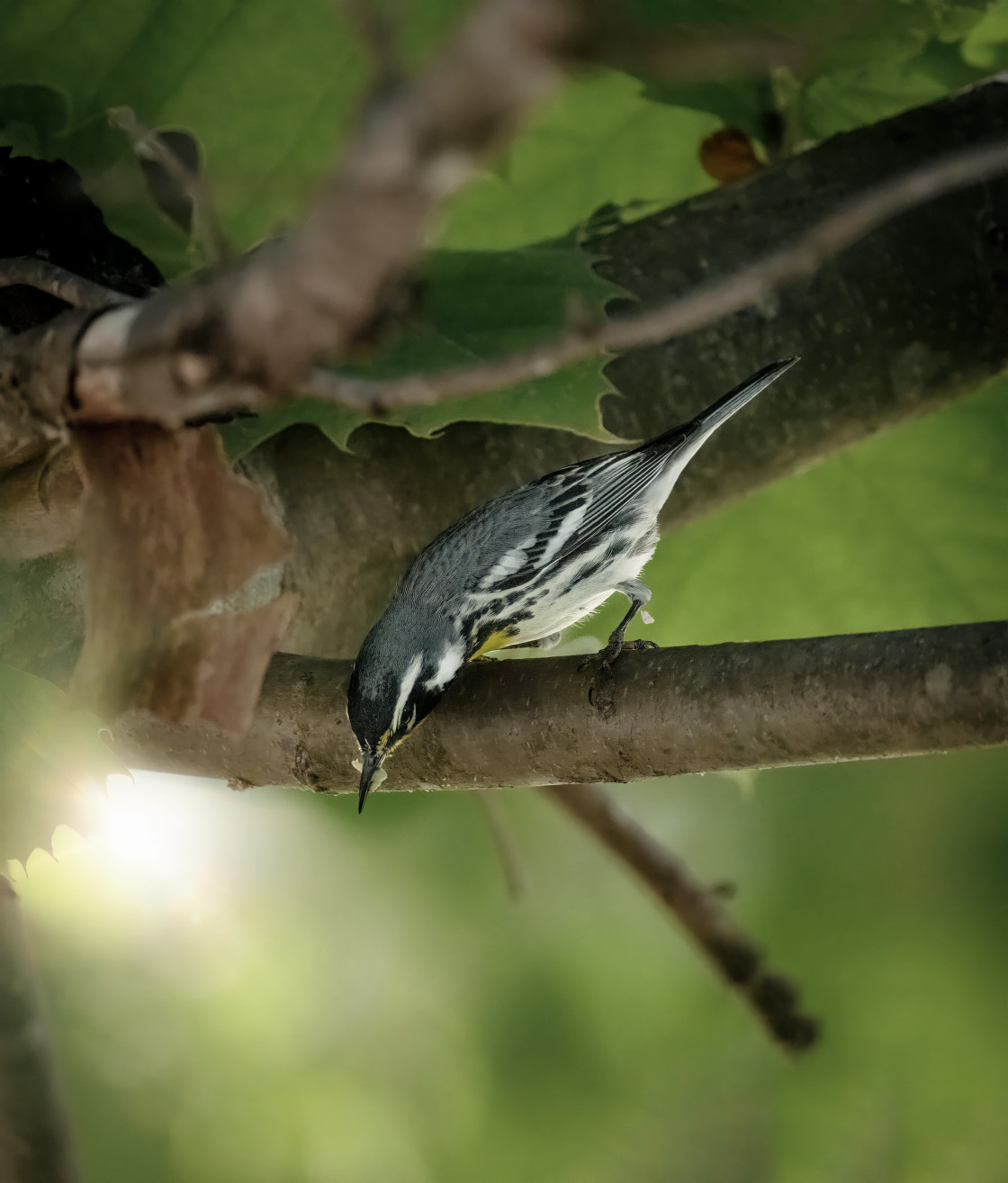 "Yellow throated warbler" stock image