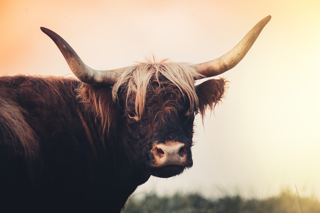 "Highland cow" stock image