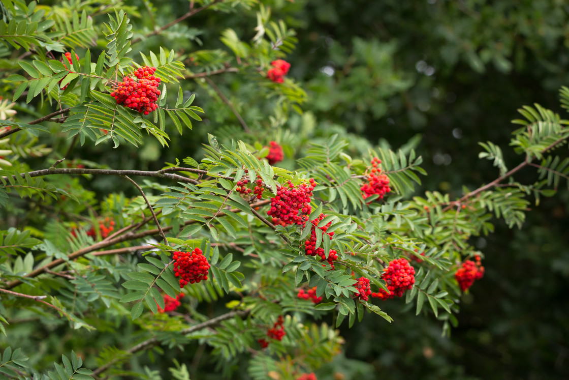 "Rowan Berries" by Gordon England - $12.56 "Rowan Berries" stock image