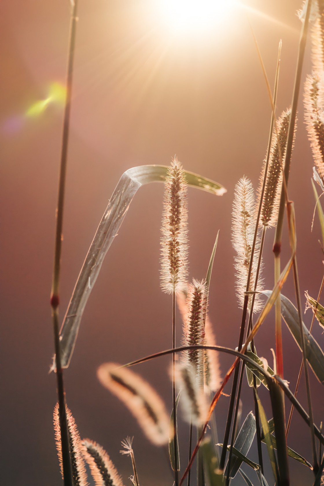 "Sunset over a field" stock image