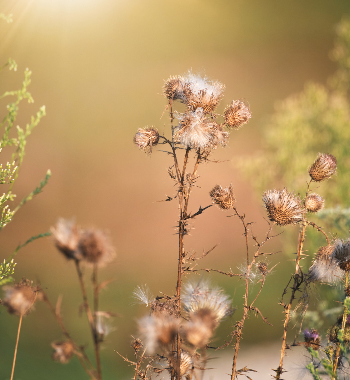 "Bill thistle" stock image