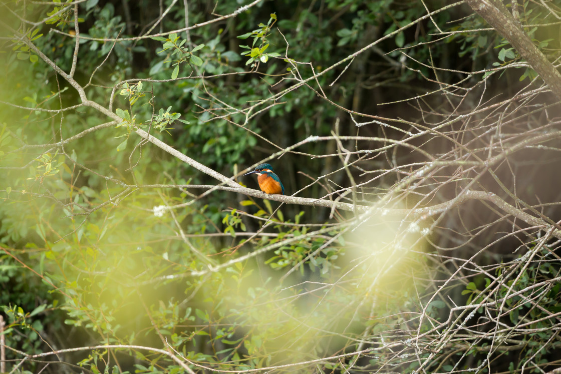 "Kingfisher" by Gordon England - $12.55 "Kingfisher" stock image
