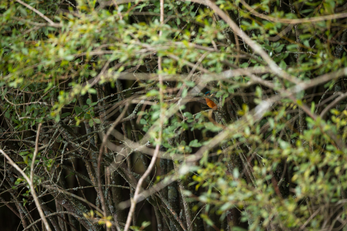 "Kingfisher" by Gordon England - $12.70 "Kingfisher" stock image