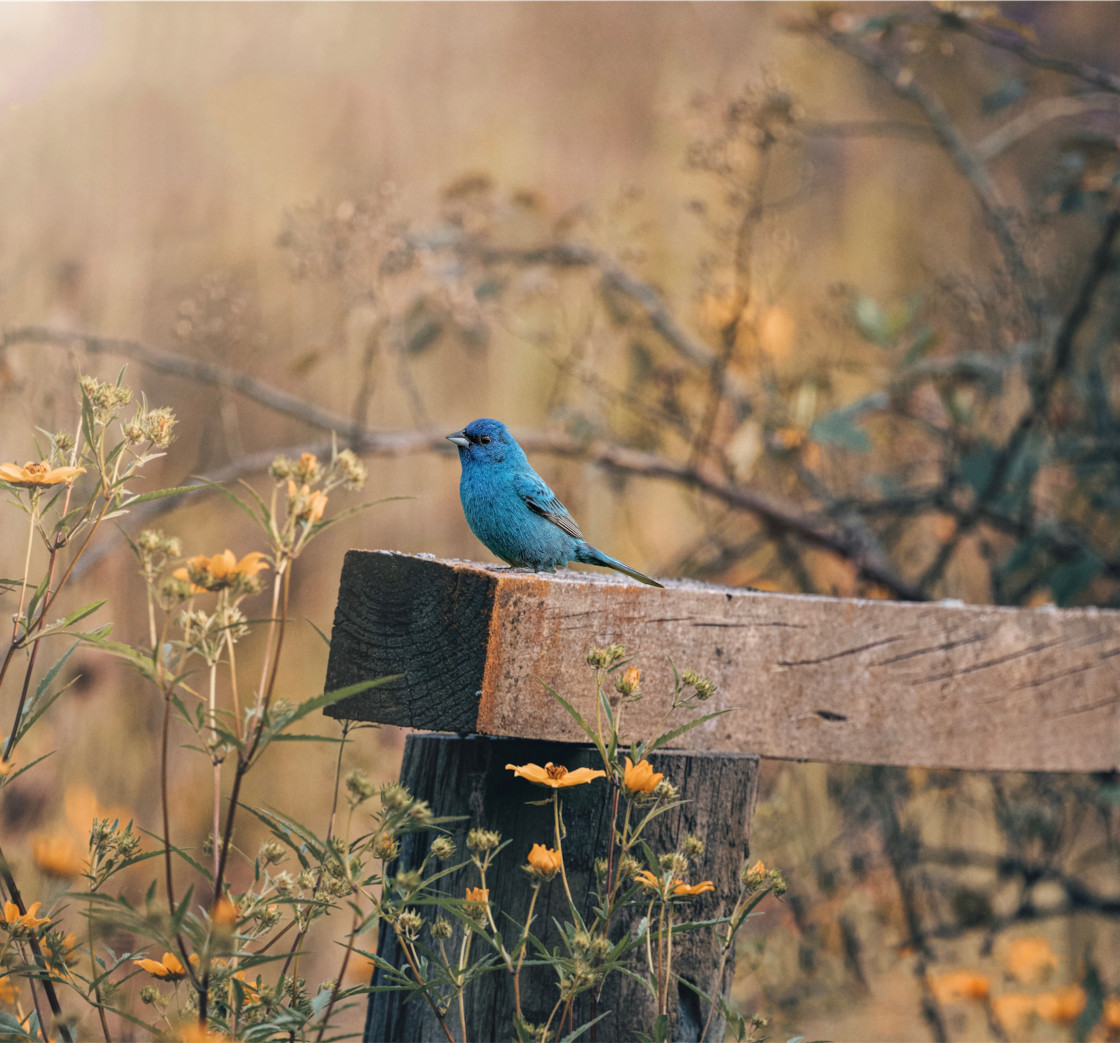 "Indigo Bunting" stock image