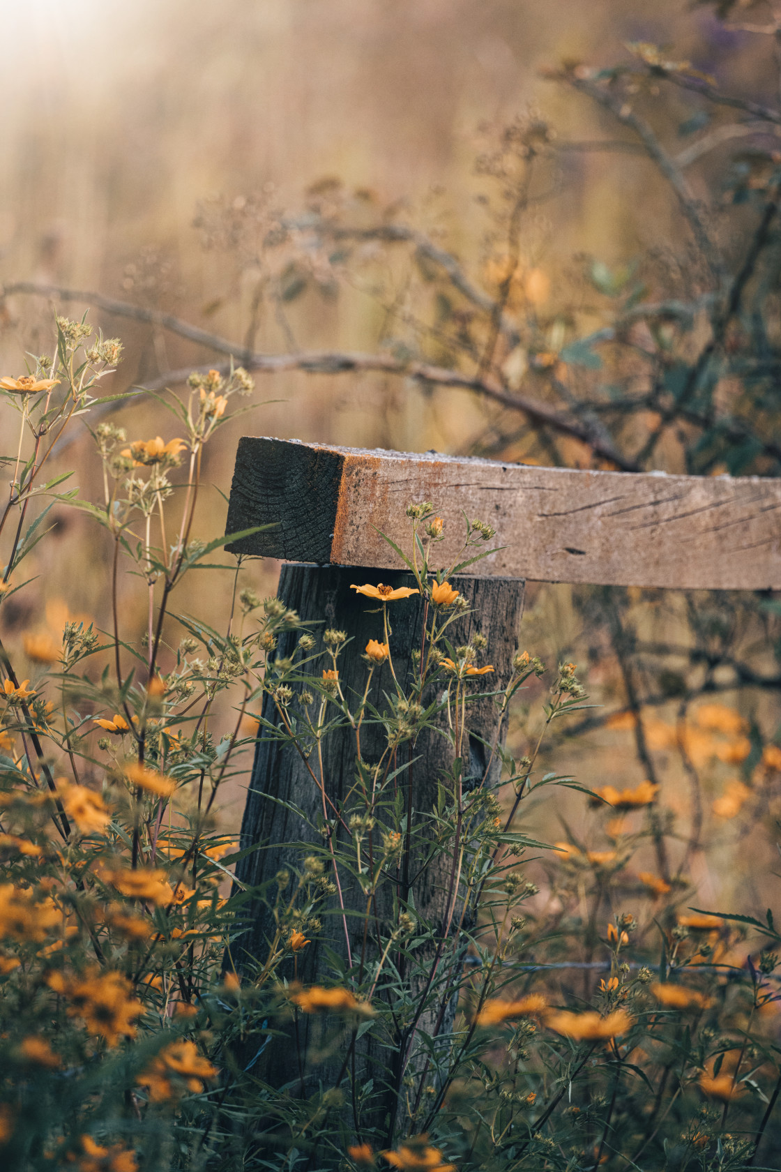 "Floral around farm fence" stock image