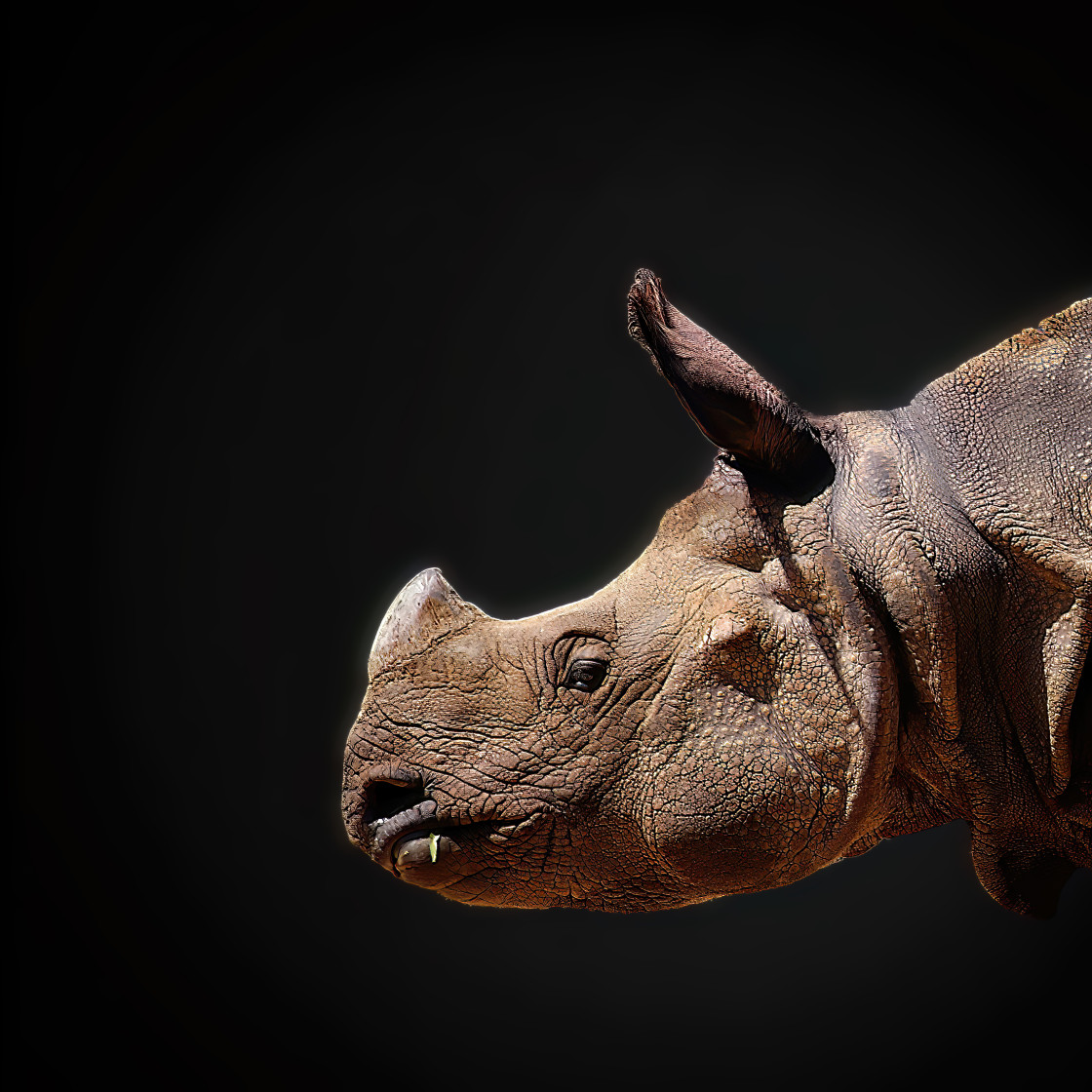 "Rhino" stock image