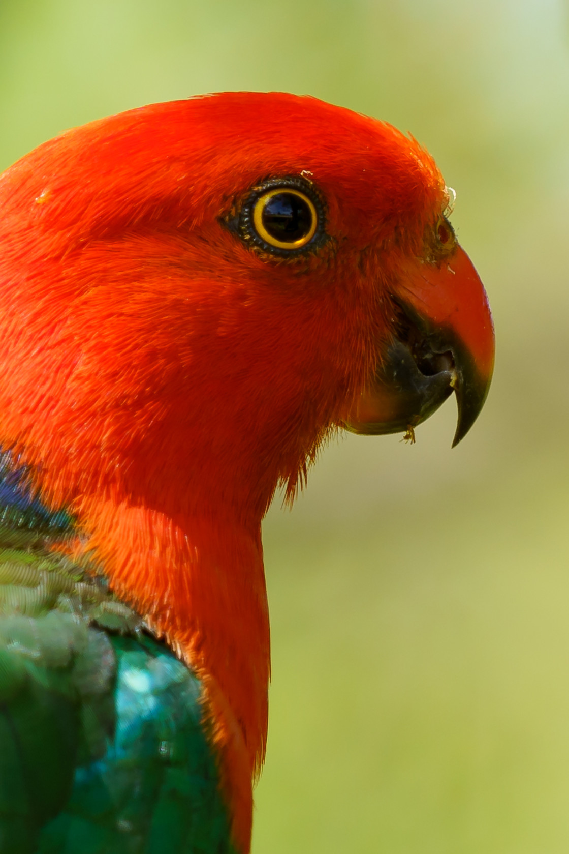 "Male King Parrot" stock image